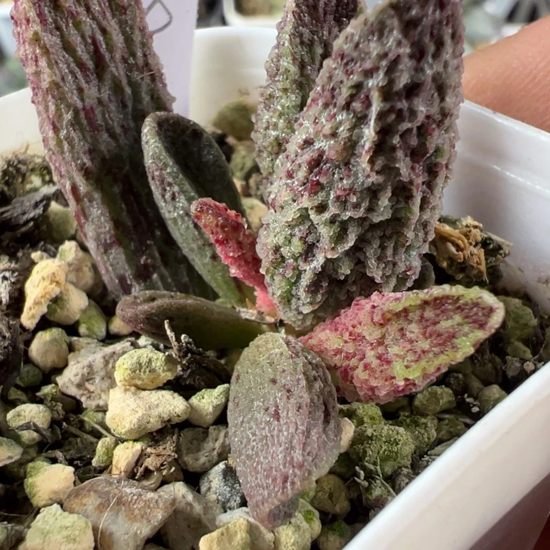 暗黑系倒刺新品多肉植物水泡多肉植物