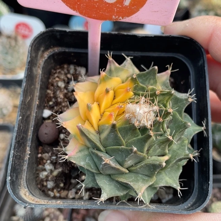 自根帝冠锦039700000