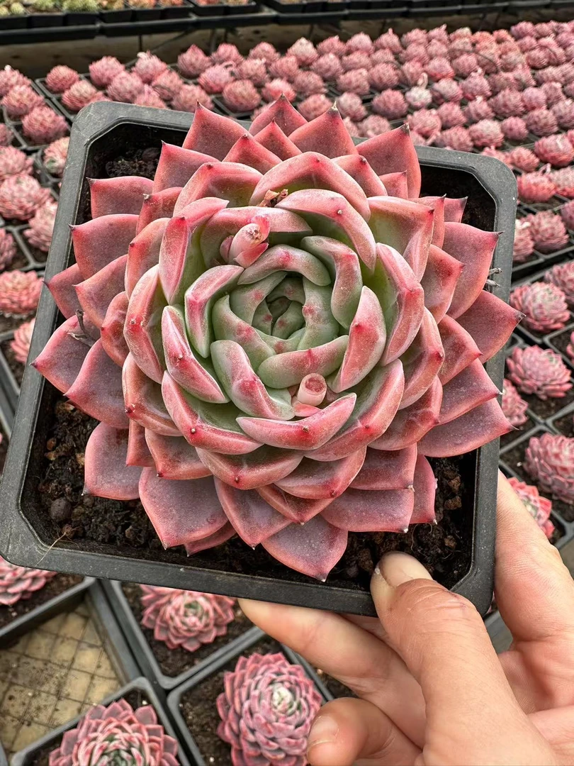 15#傲雪多肉植物  前男友精品多肉