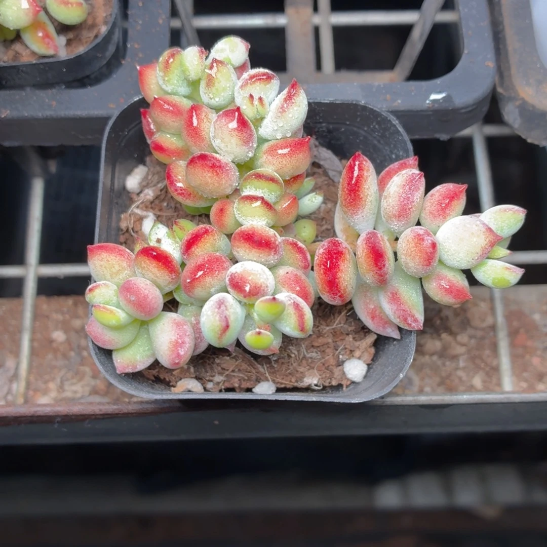 达摩福娘多肉9.9包邮发货