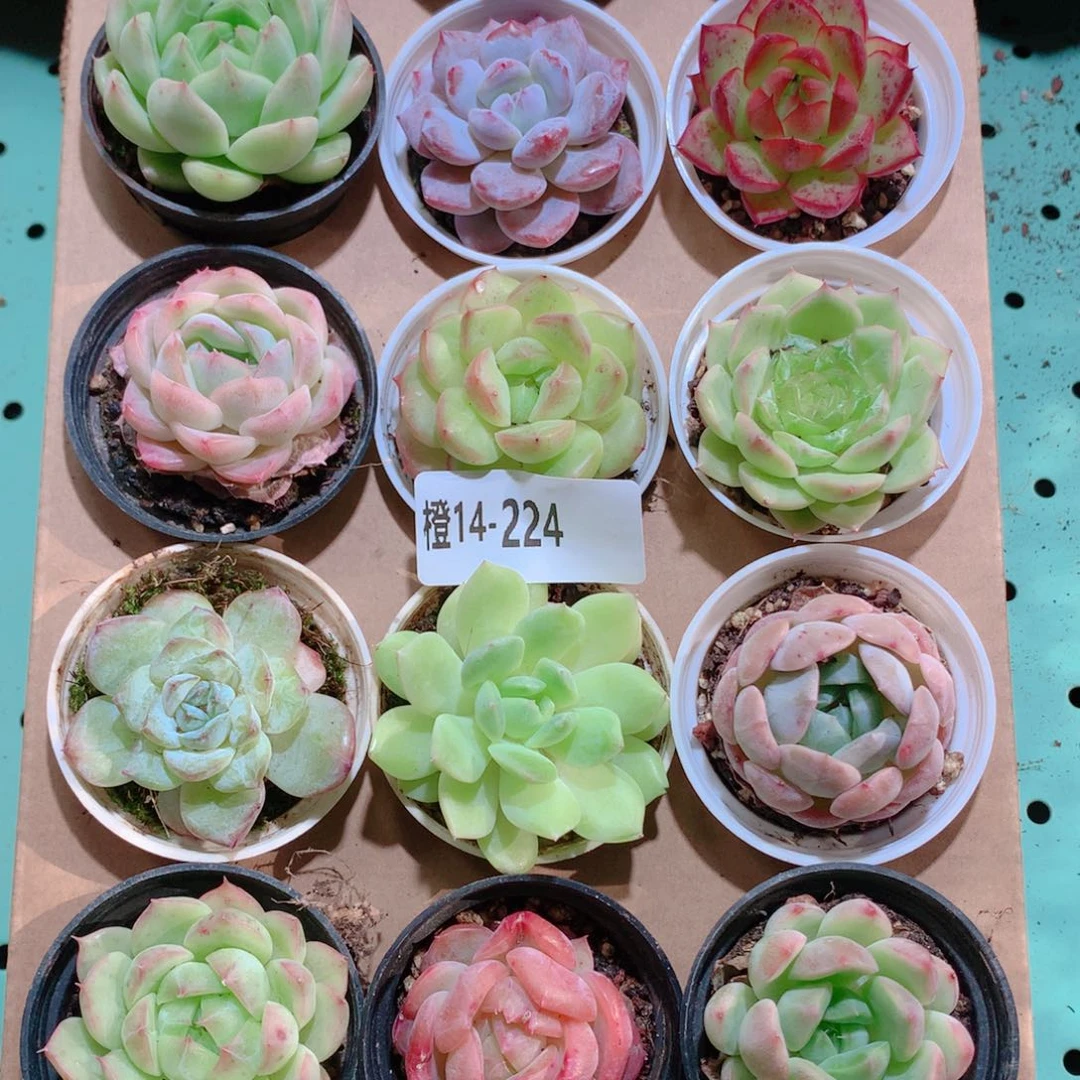 14-224一物一拍多肉带盆18颗