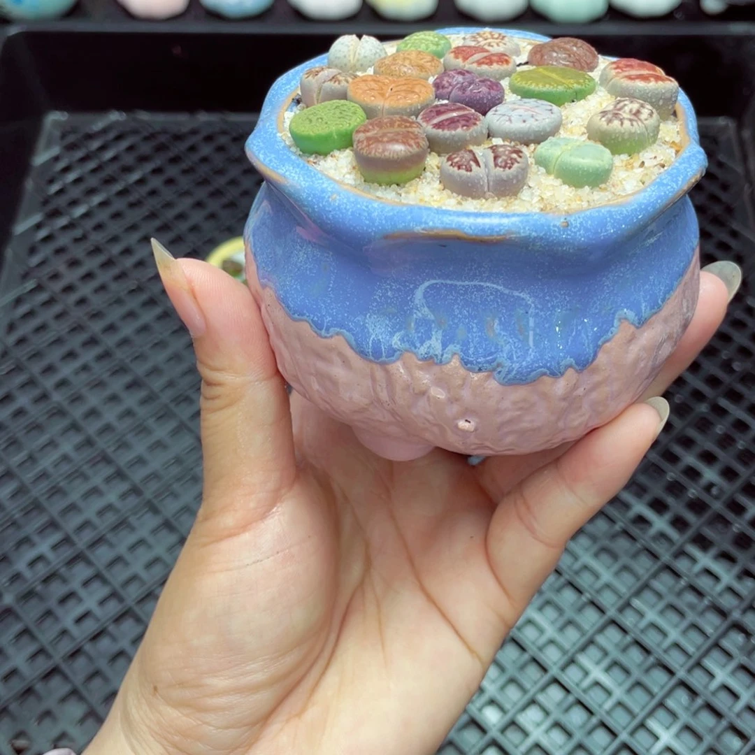 w1324 带盆土发货一物一拍