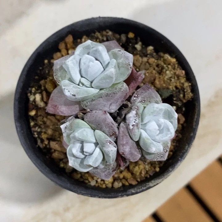 玫瑰叶苹果叶发货，泡泡