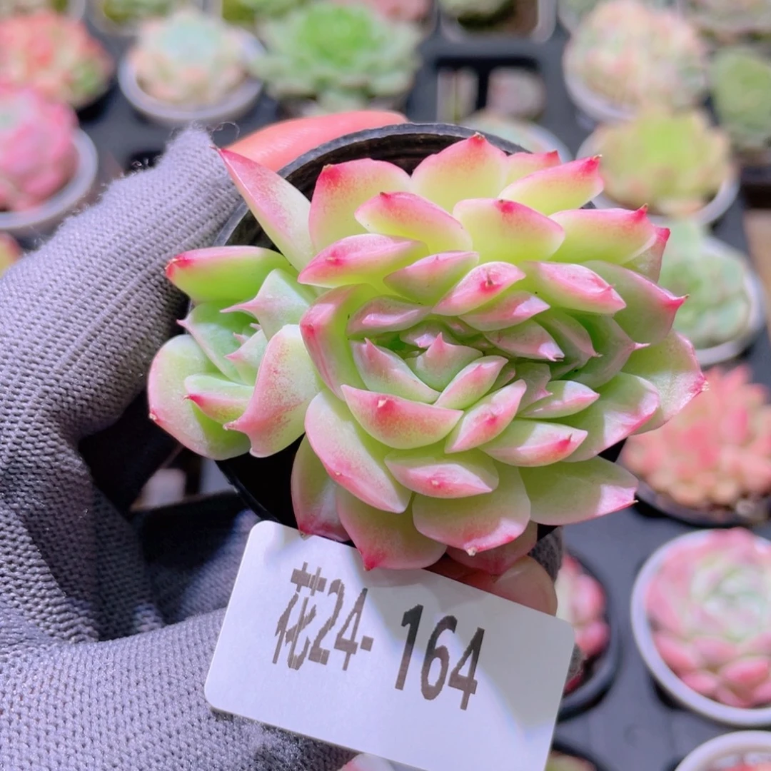 花利美24-164新品缀化