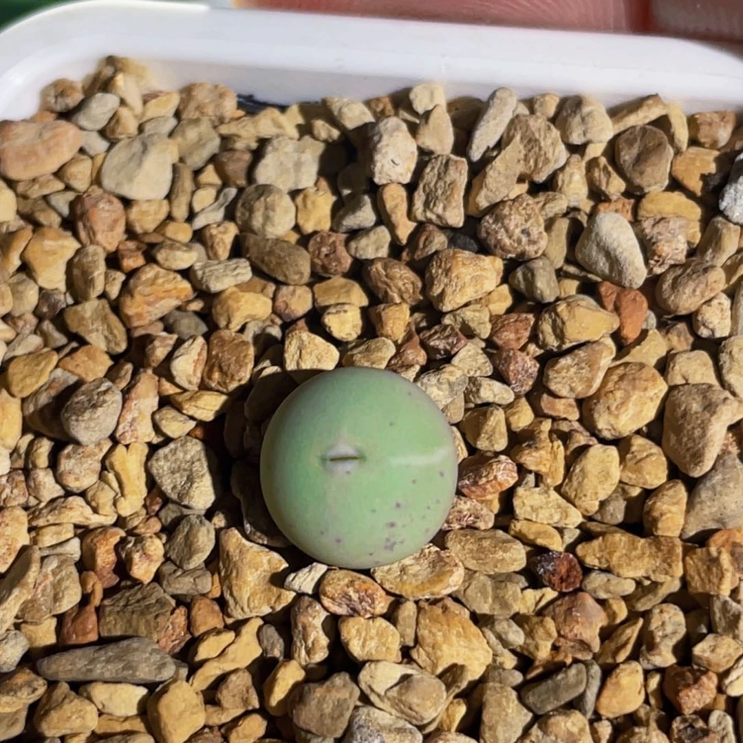 433v嘴嘟嘟嘴植物一物一拍