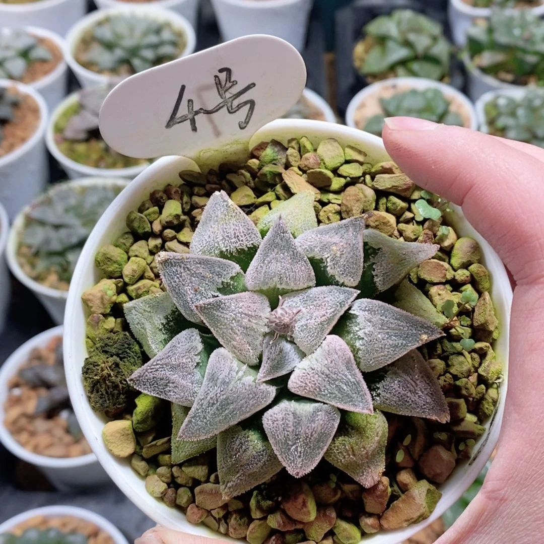 实生磨面寿玉露多肉