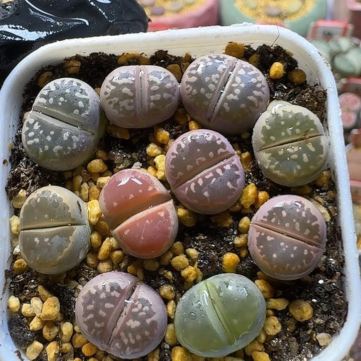 生石花2:：。在。 85号