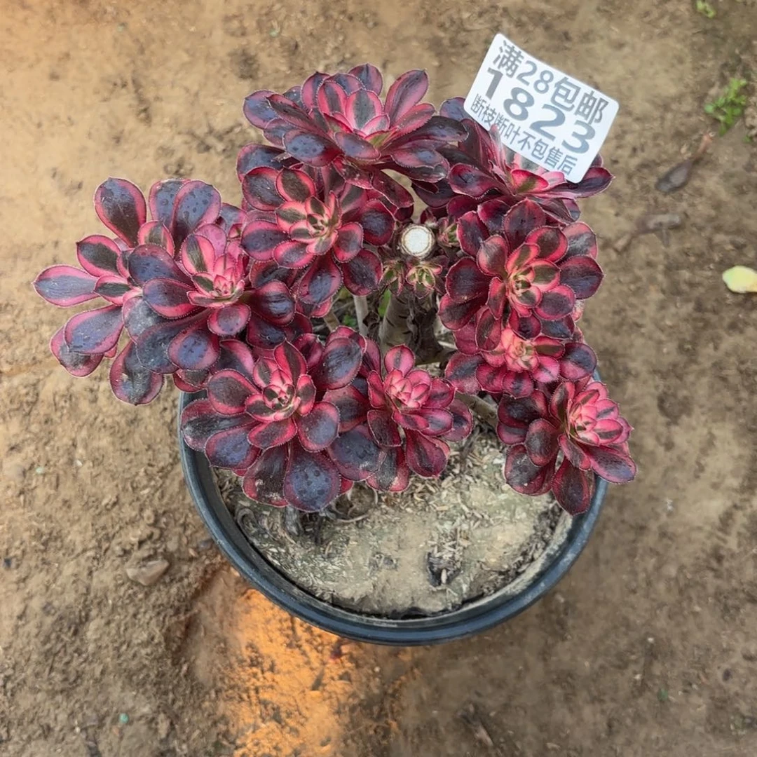 M. 1823香奈儿多肉。ade