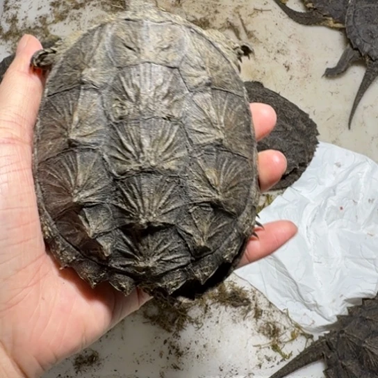 绿毛龟母1111111111