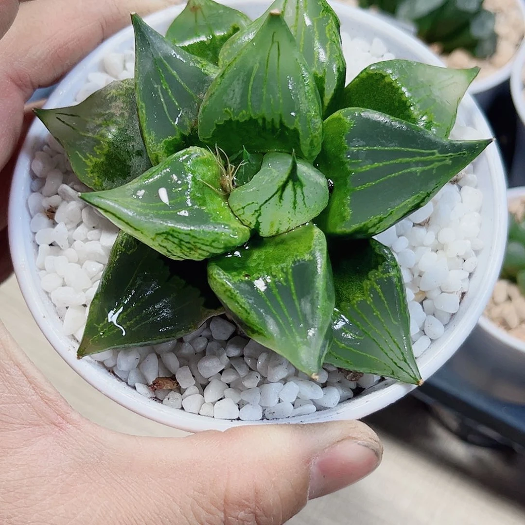 母本裹般若新手好养的