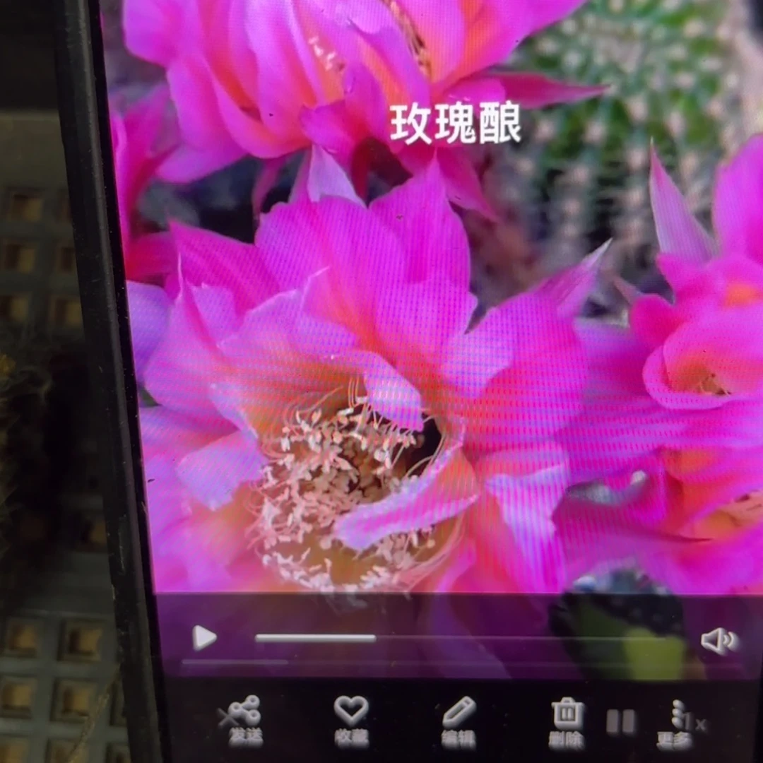 玫瑰酿彩侧牙20包邮仙人球24