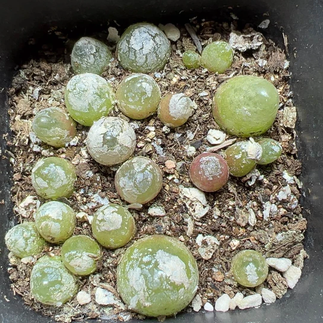 【闪购商品】641……