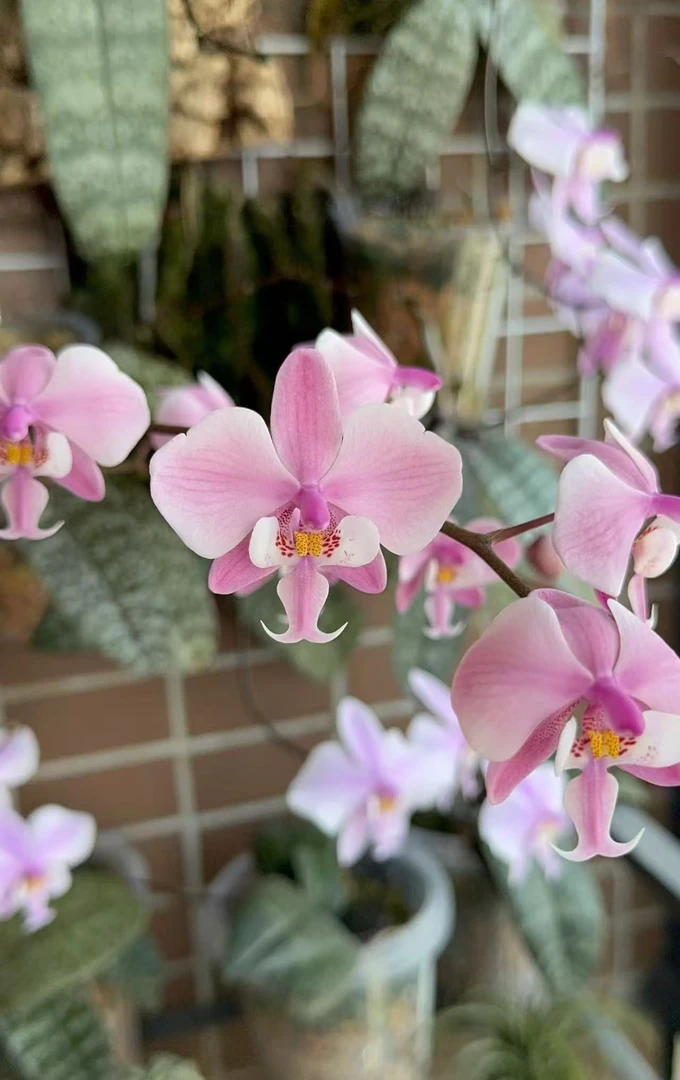 《山采交银叶西雷利》蝴蝶兰2.8杯新苗子换杯不久 没有根系