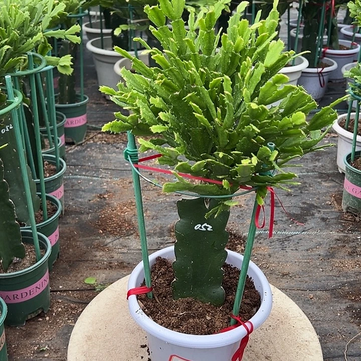 052蟹爪兰原土带花架
