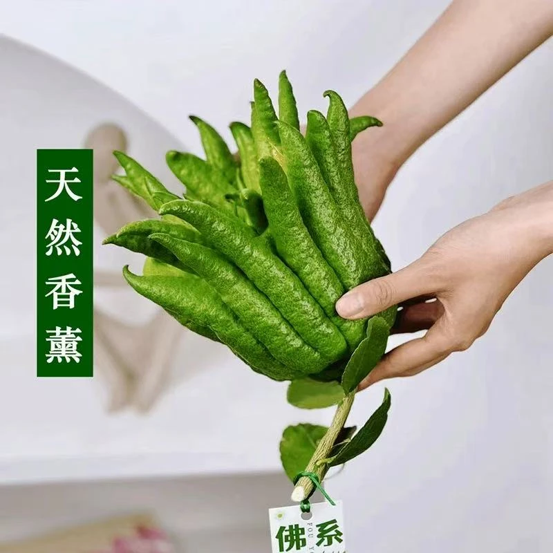 云南高山香橼佛手柑清供闻香绿植观赏