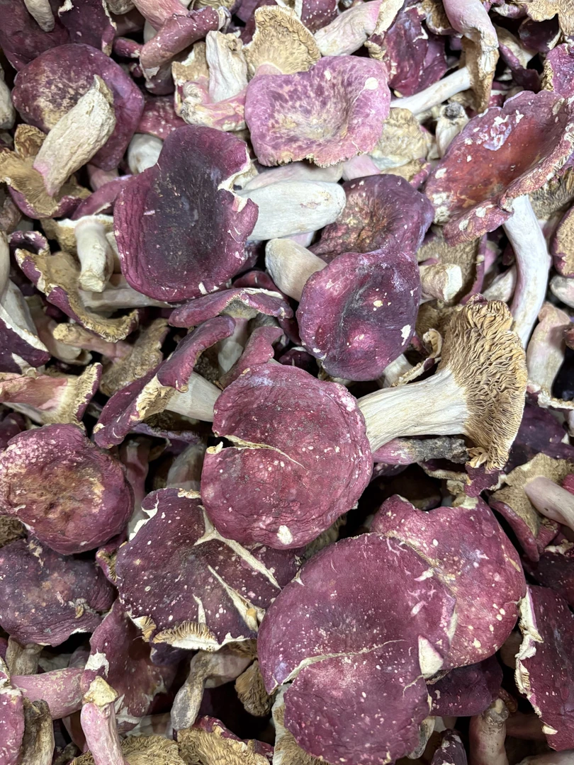 河南红菇煮面炖汤肉质嫩250g500g