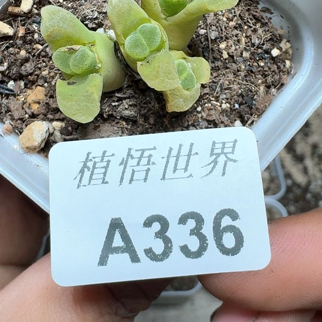 336号多肉植物哇c