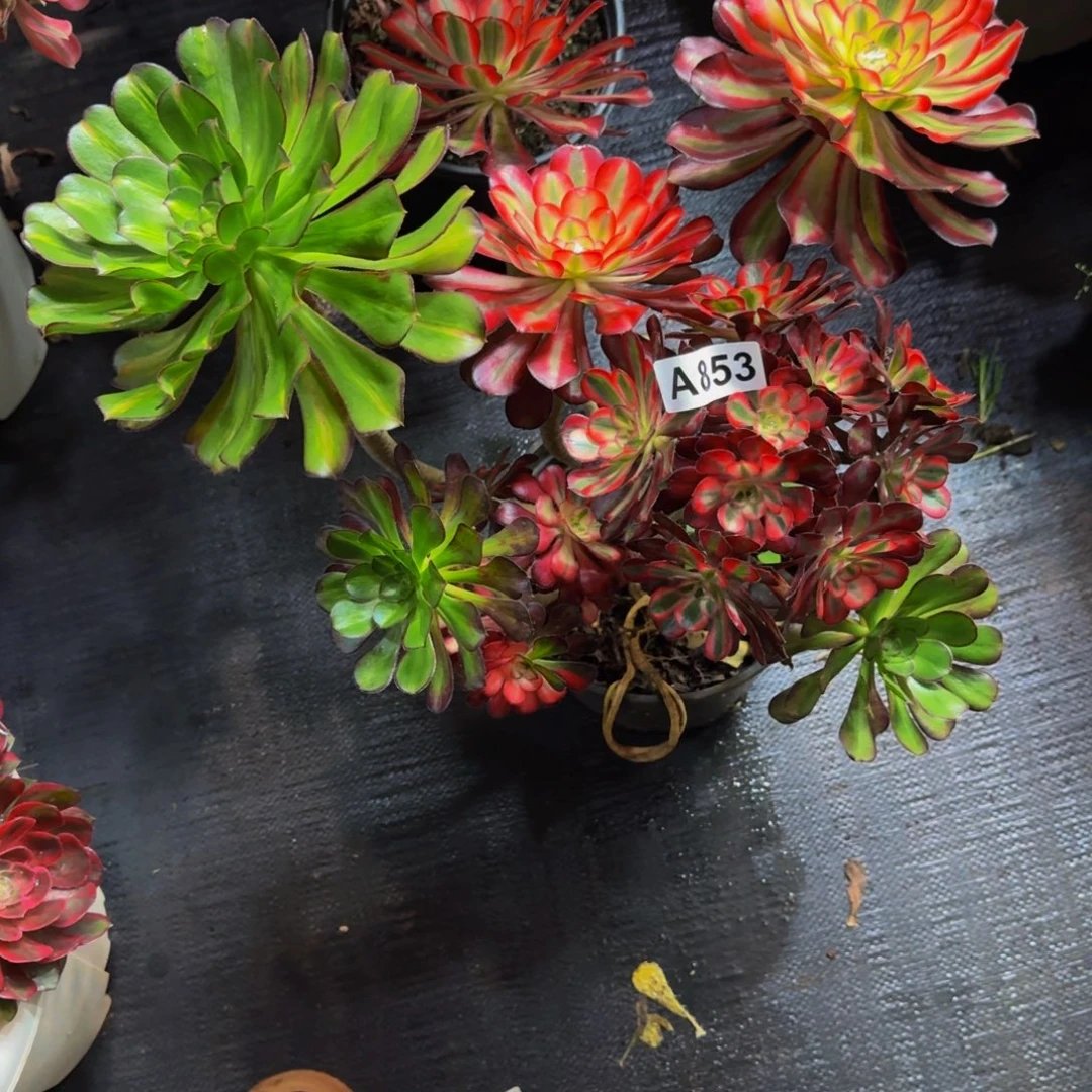 n***n853多肉植物法师号