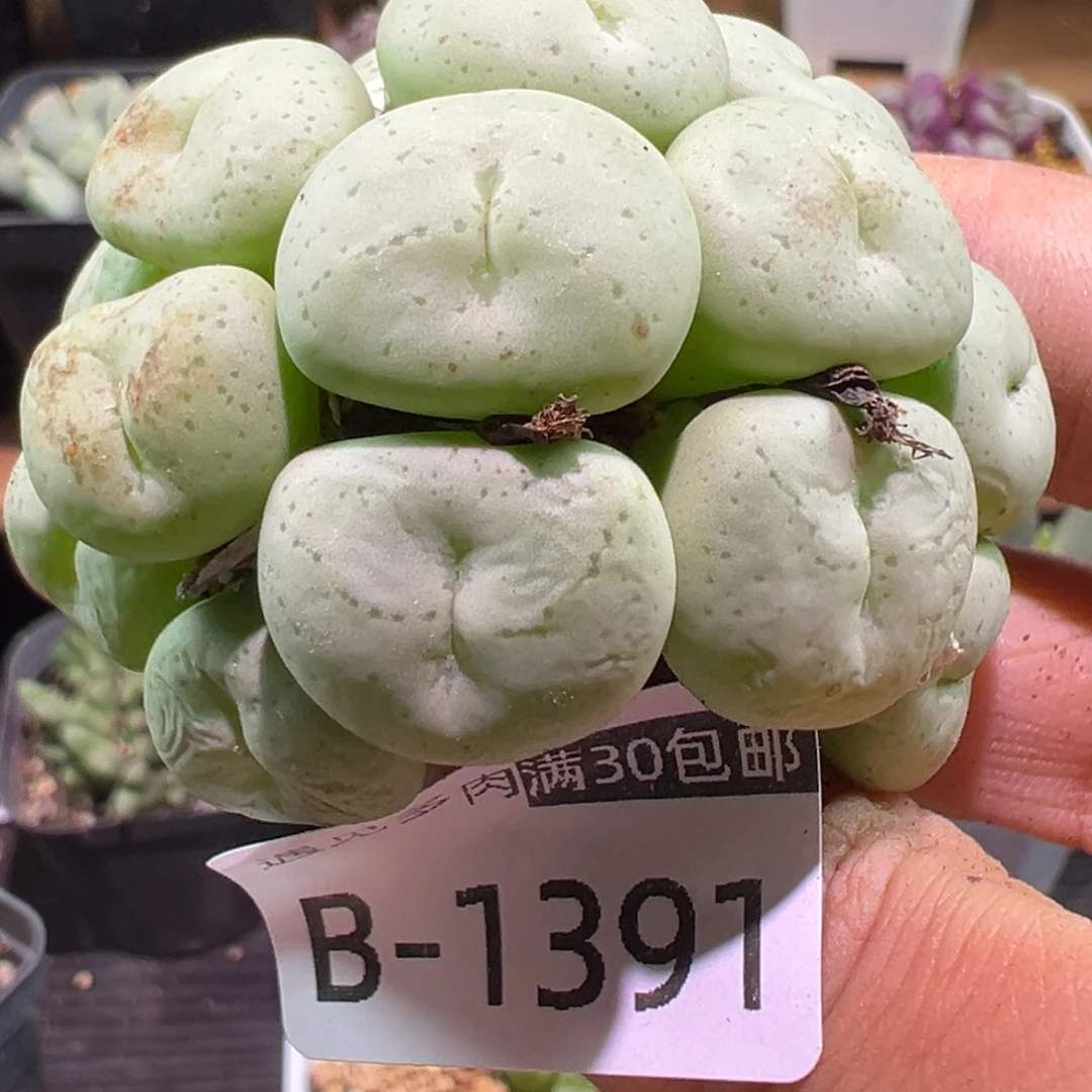 多肉植物1111111111111