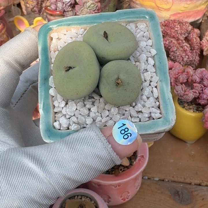 186 多肉含盆土 满30元包邮 除偏远