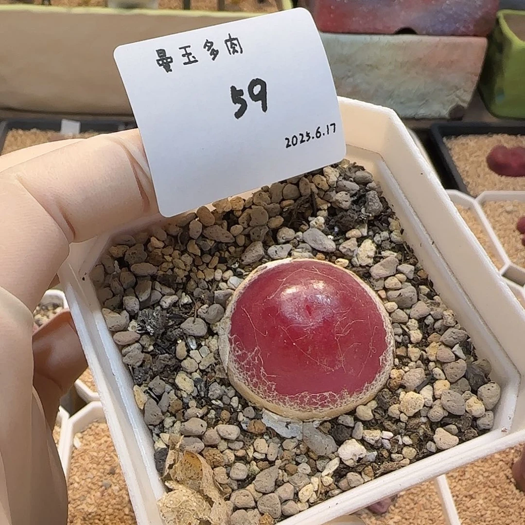 小****多肉多肉多肉6.17-059