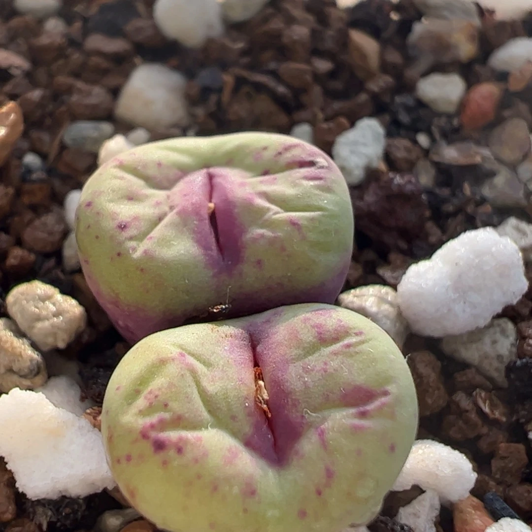 特价福利屁嘴多肉植物