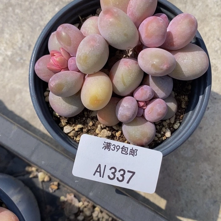 蛋黄奶7cm337多肉植物