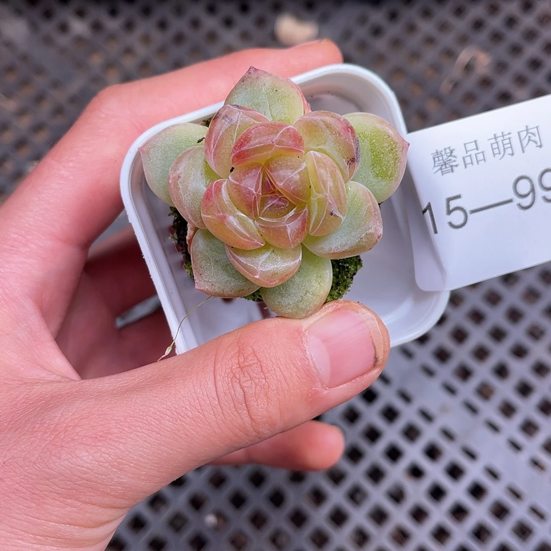 多肉一物一拍15-99