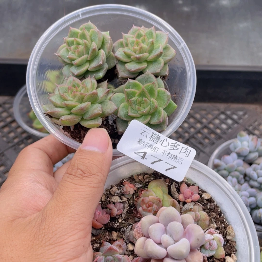 云糖心多肉植物477