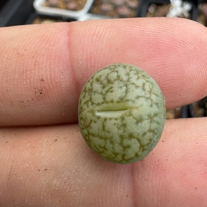 *****S353绿荒两年多多肉