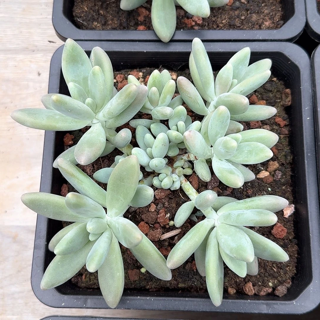 白兰地整无砍木质群生