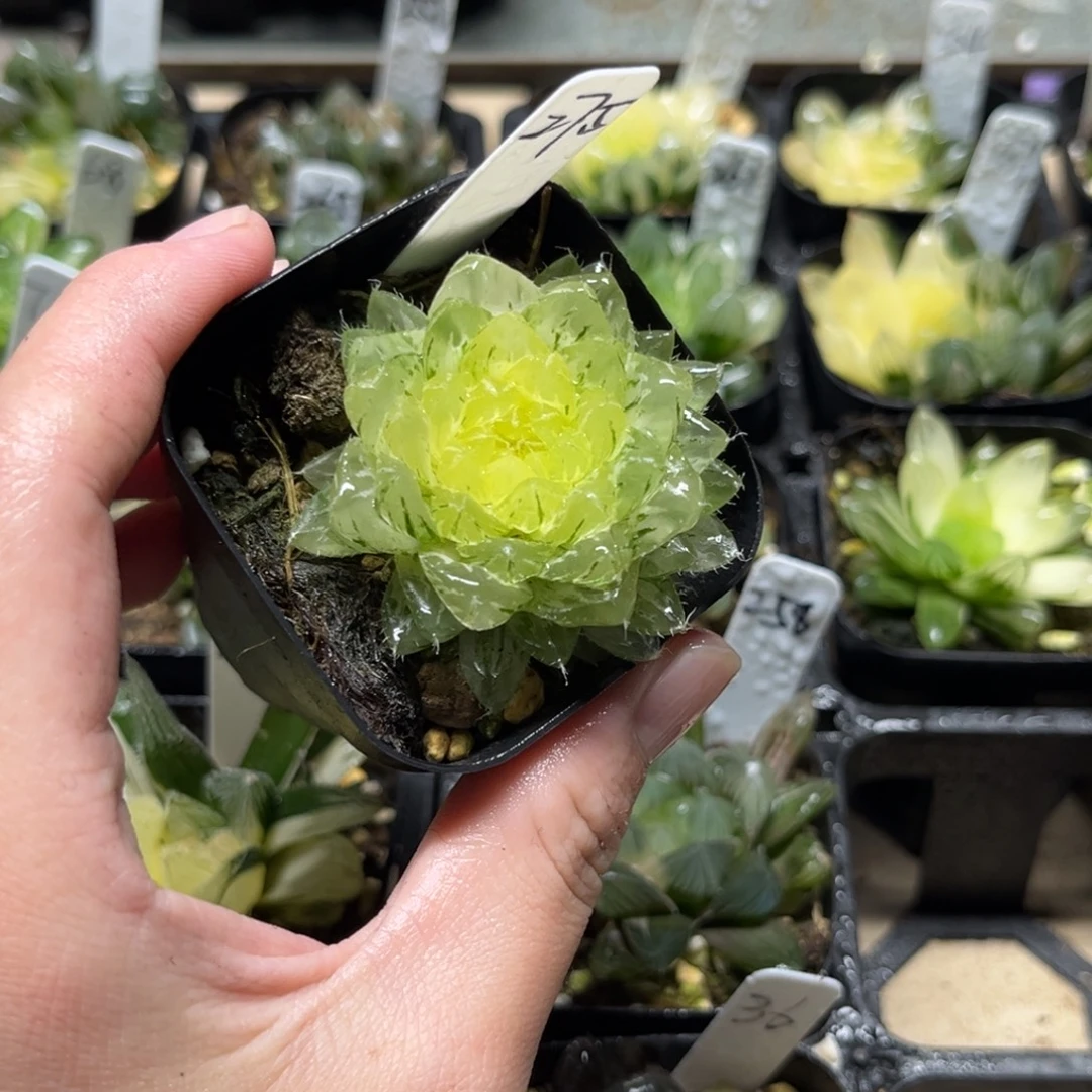 275翠云玉露锦一物一拍