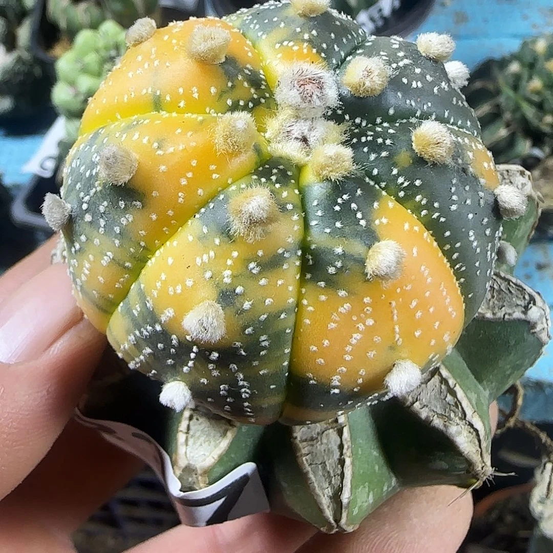 兜锦827仙人球开花