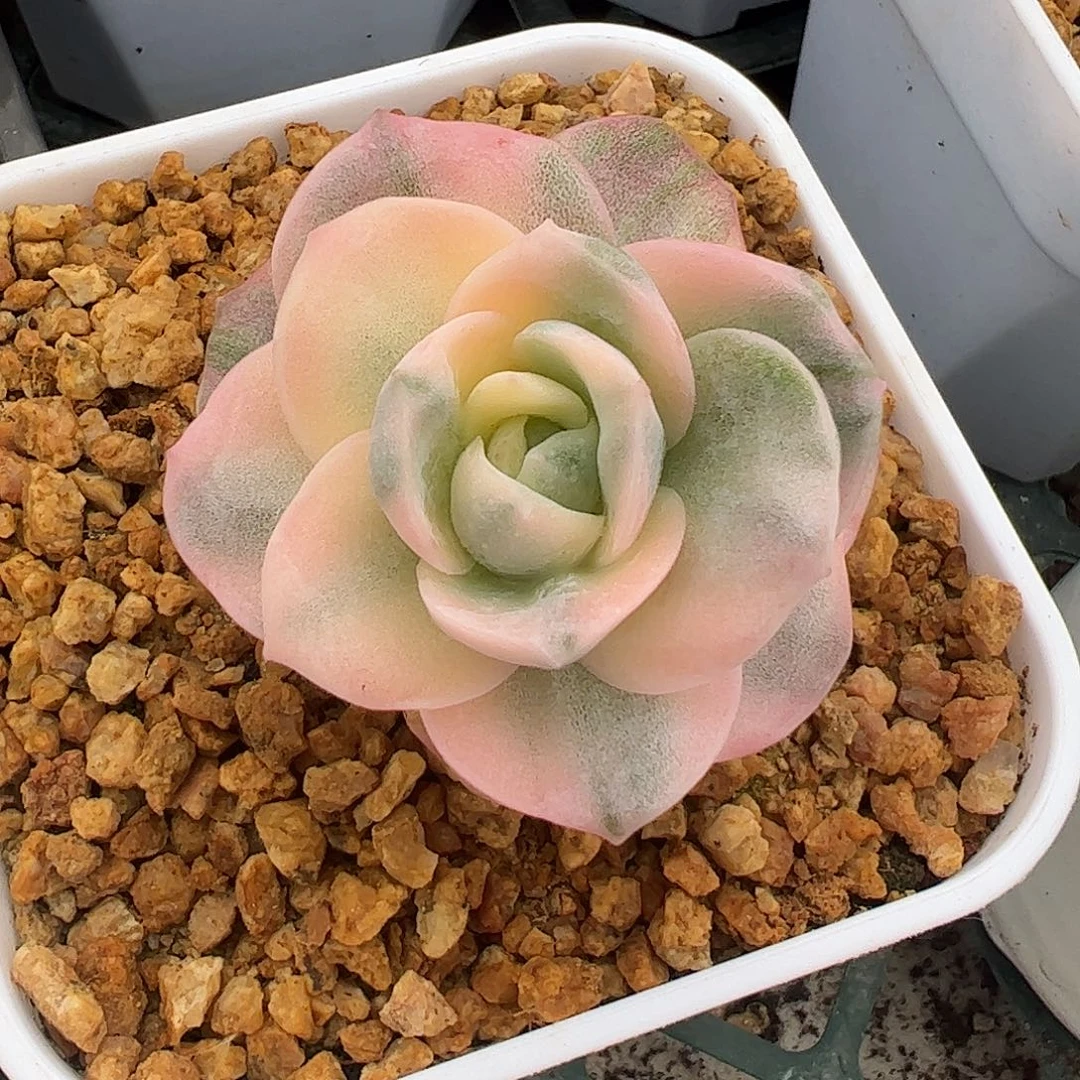 可爱玫瑰彩锦 婕宝一物一拍