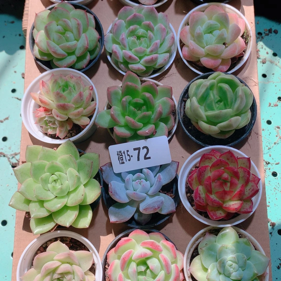 15-72一物一拍多肉带盆18颗