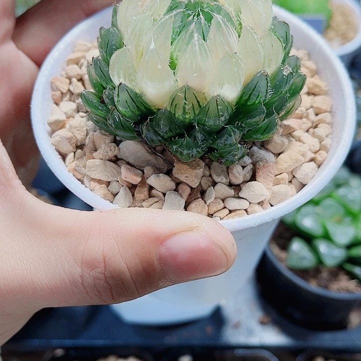 宝莲灯新手好养的