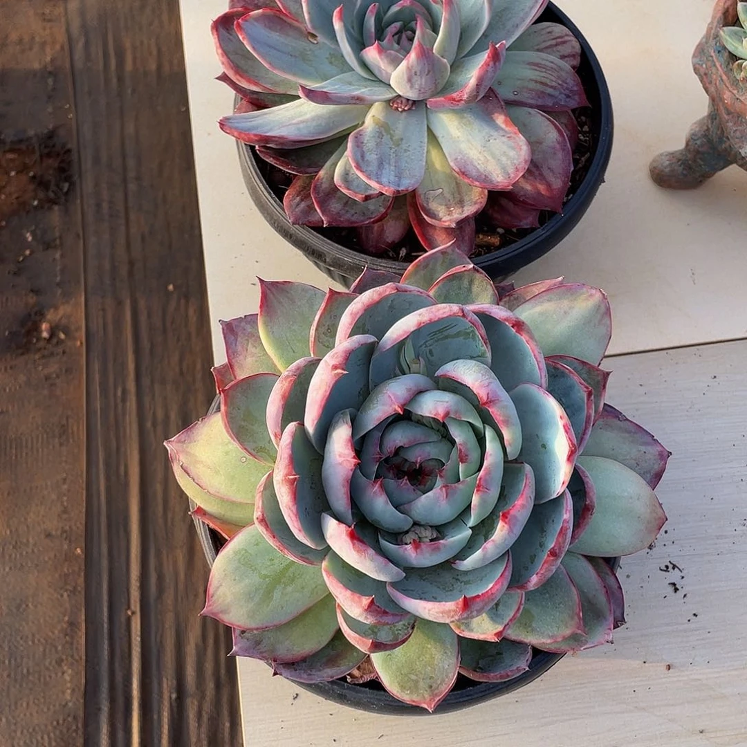 周****炜惊鸿2颗多肉多肉多肉