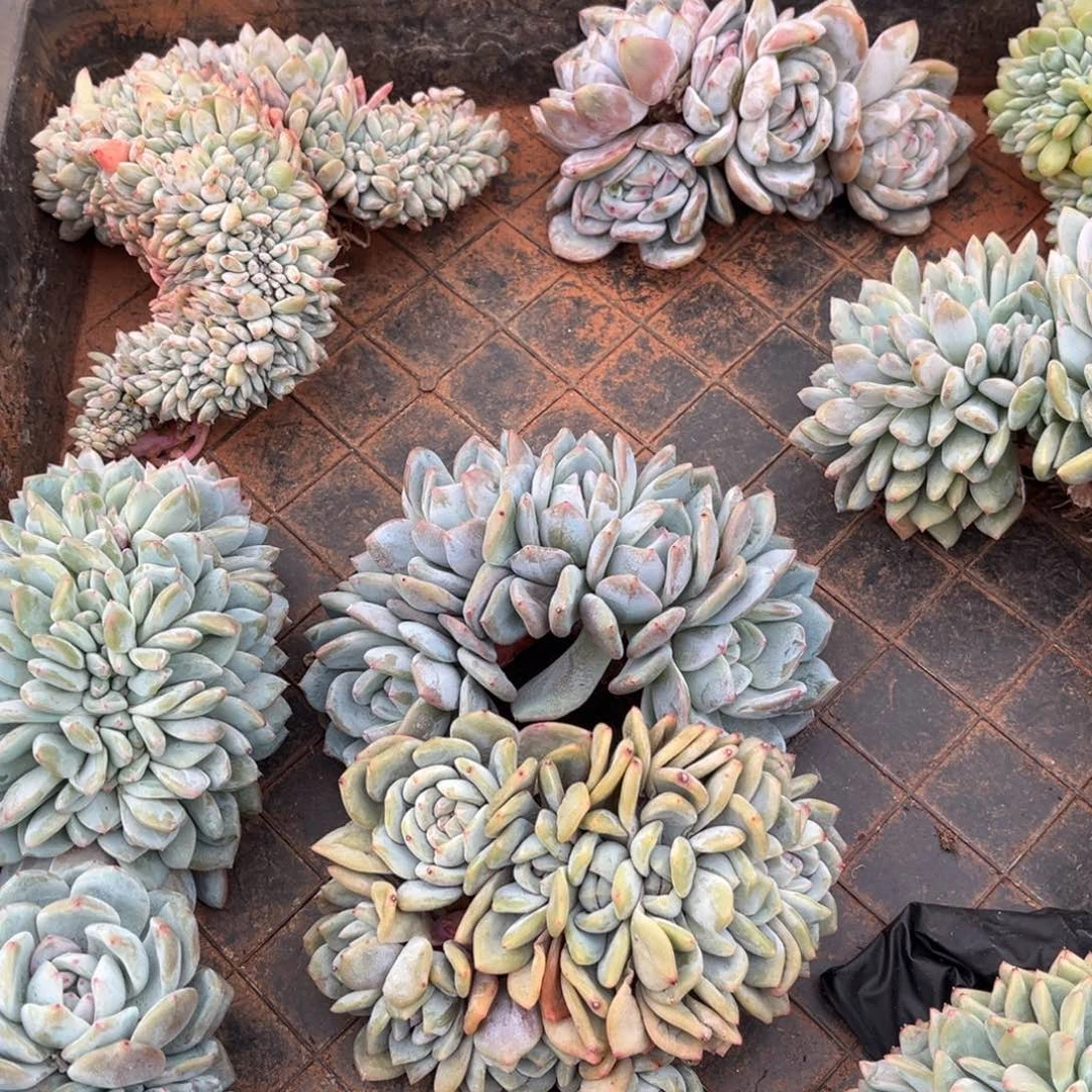 橙梦露橙梦露橙梦露橙梦露