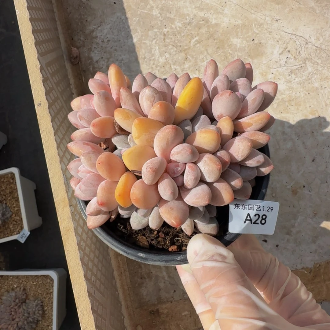 a 28号一物一拍呀