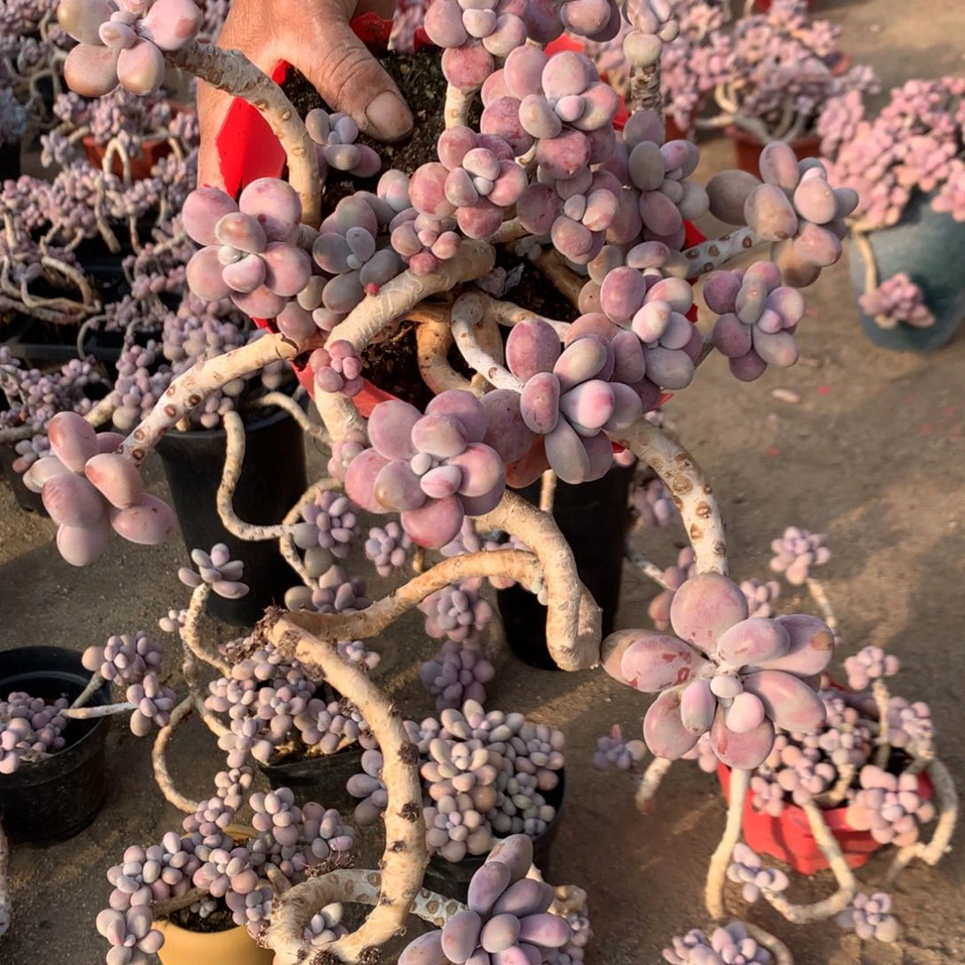 桃蛋老桩不带盆92号