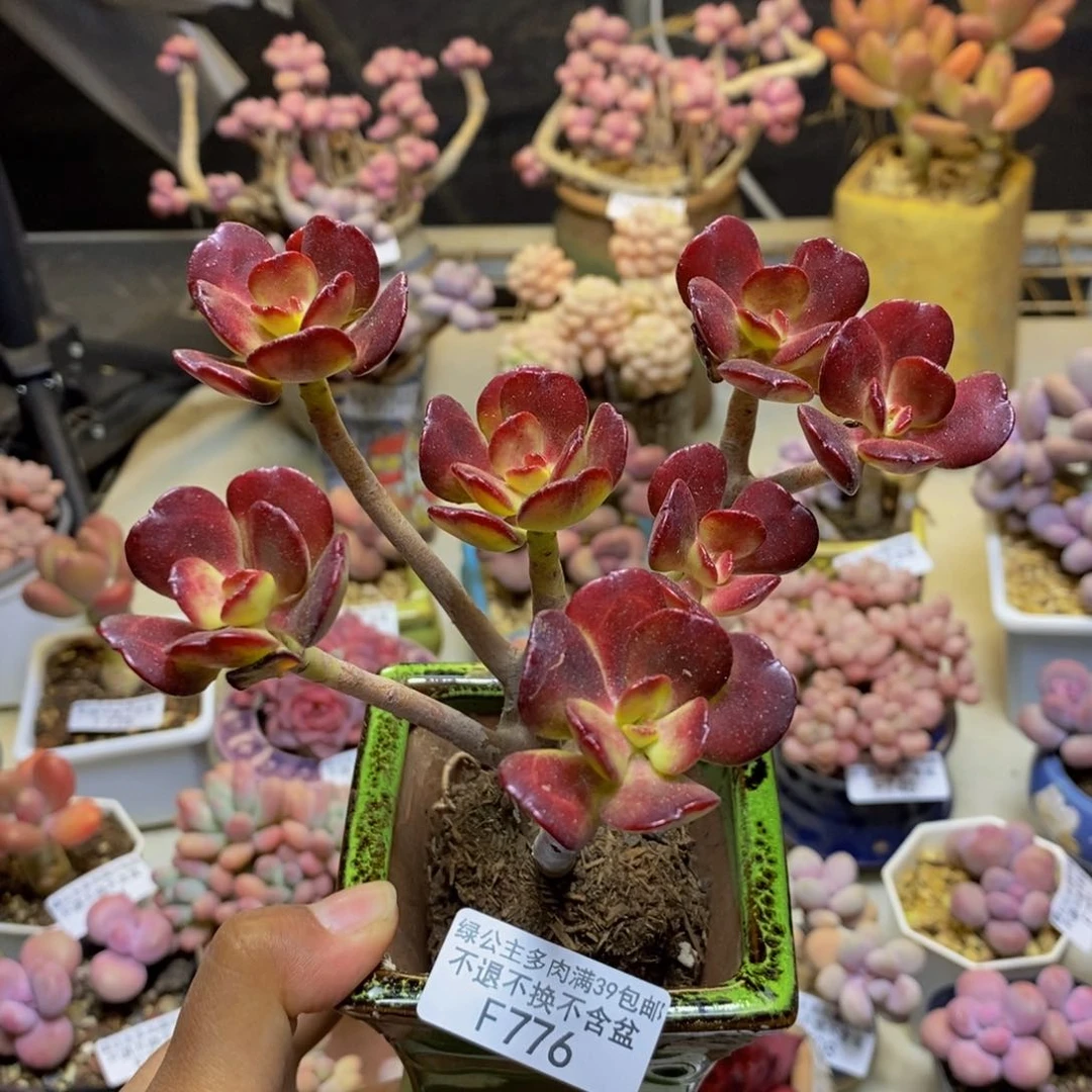 776红梅多肉肉9c m