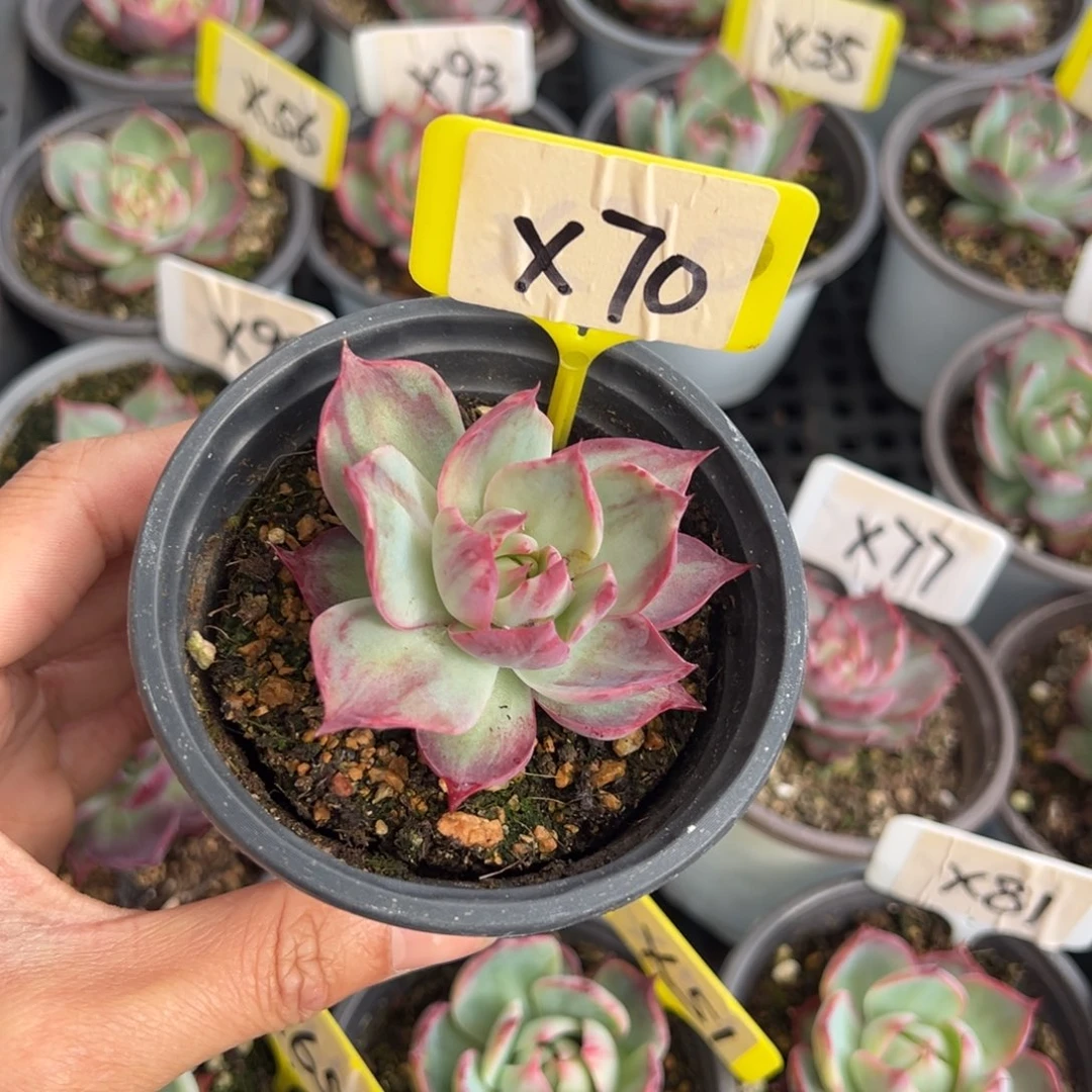 棒**～X70惊鸿单头多肉