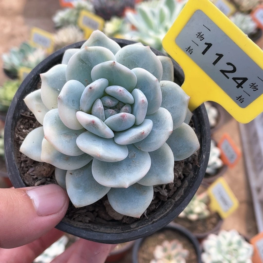 【闪购商品】无花朵1124