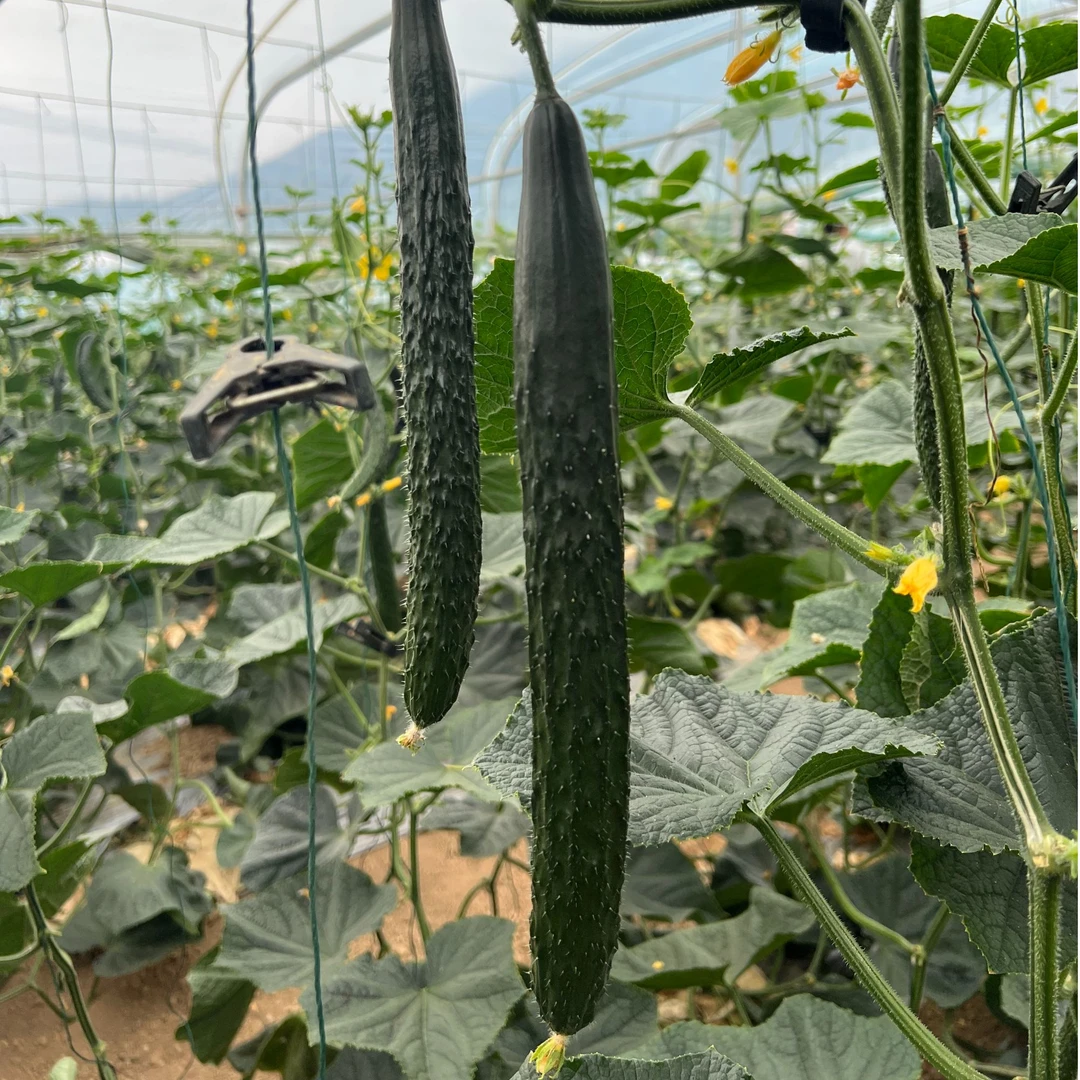 云南新鲜带刺绿瓤黄瓜现摘当季可生吃可凉拌应季蔬菜  带箱5斤