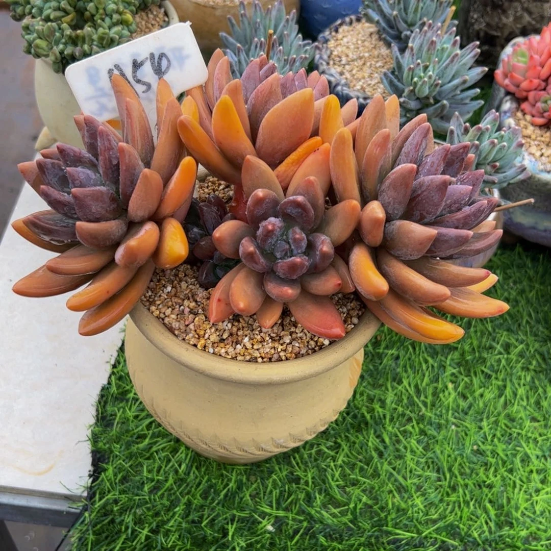 胡***猫黑加仑多肉植物