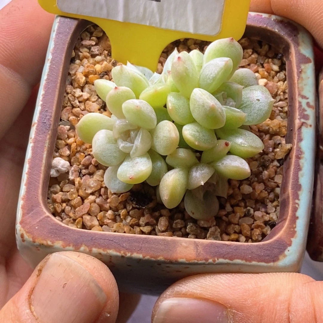 642白恋四头趴地……