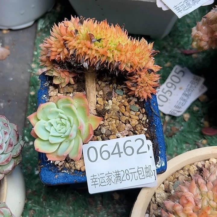 幸运的是我还没遇到你