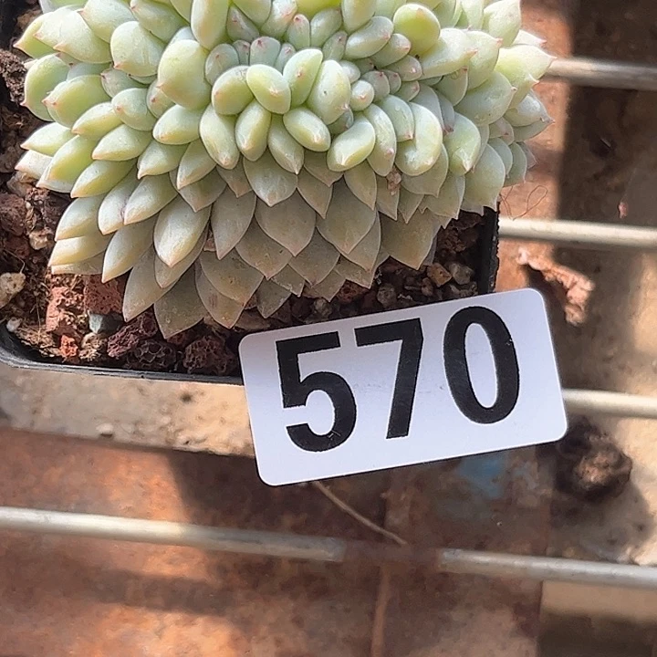 L**u多肉植物一物一拍