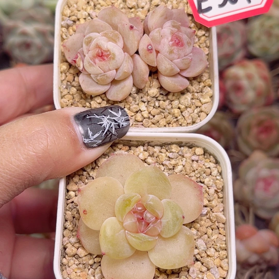 E367一物一拍 甜心混