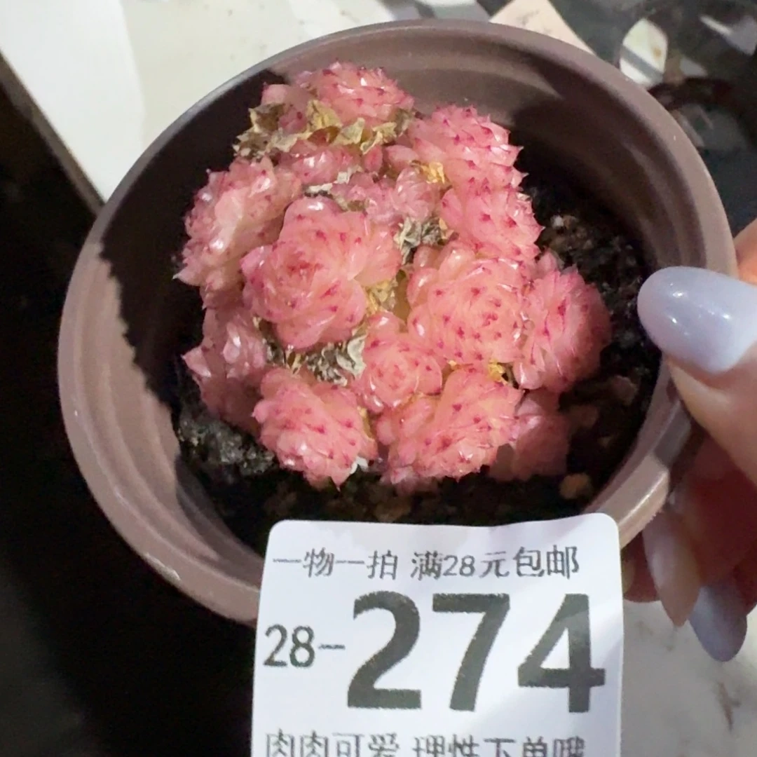 麦秆无盆土发货无